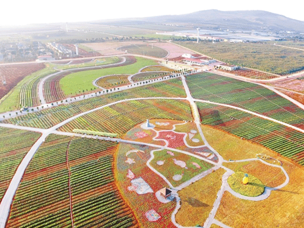 雷州市现代农业产业园基础设施工程项目