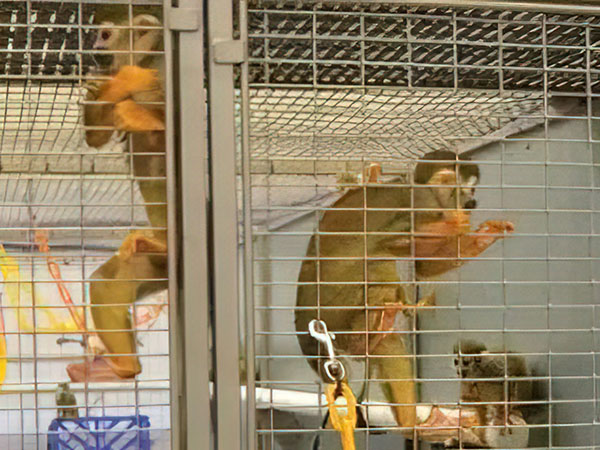 非人灵长类动物繁育实验基地项目