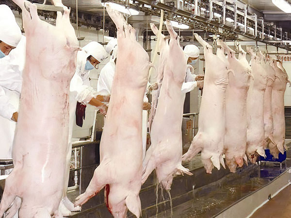 围底镇五星级屠宰场项目