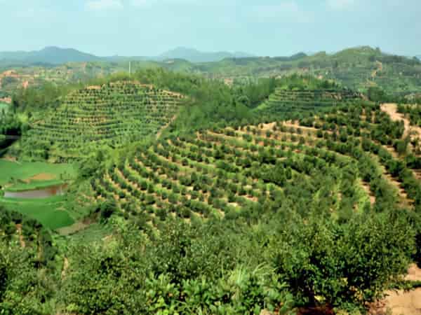 **油茶大产业基地项目