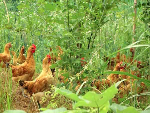 生态养殖小区项目