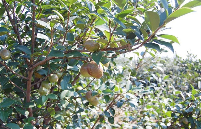 美林油茶大产业基地项目可行性研究报告