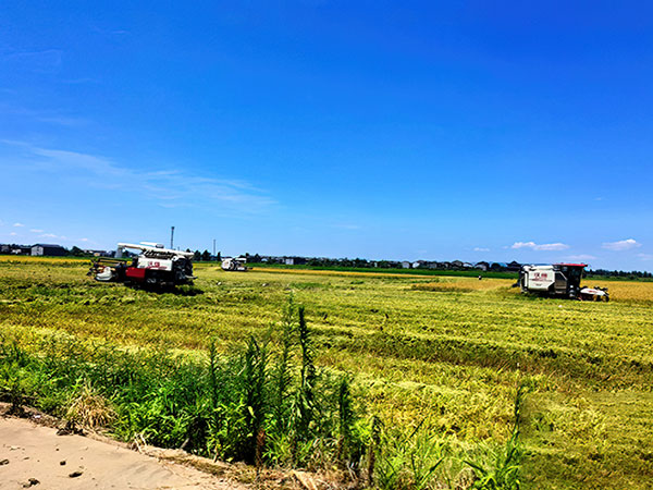 抚州市临川区地方储备粮大岗承储库点仓储设施改造项目