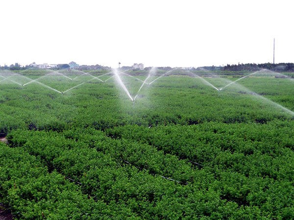 茂名市电白县8000吨中草药原料种植基地新建项目