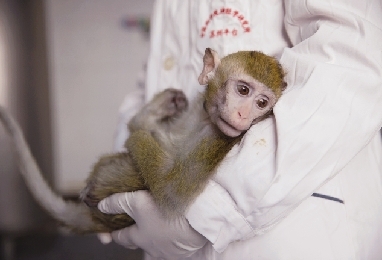 非人灵长类动物繁育实验基地项目可行性研究报告