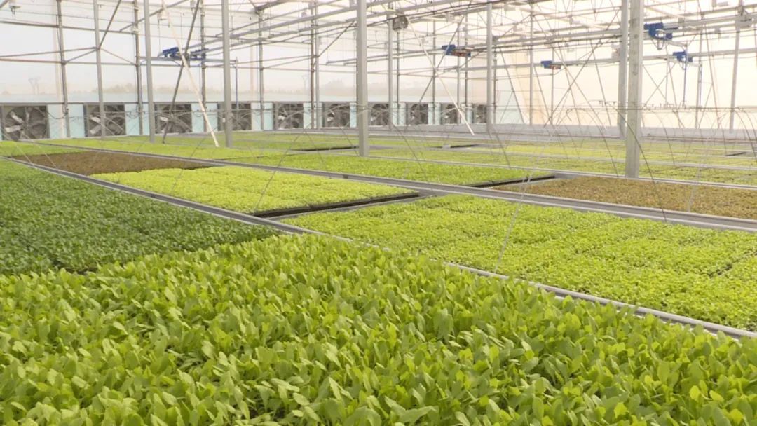 灯塔盆地农高区种业基地园区基础设施专项债券项目 可行性研究报告