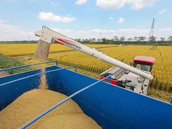 早籼稻交割仓建设项目