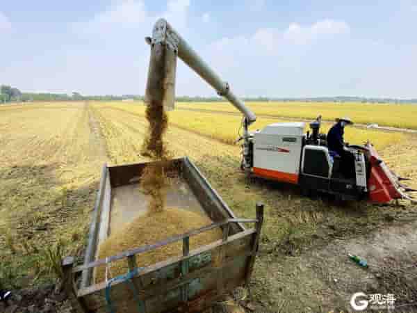 早籼稻交割仓项目