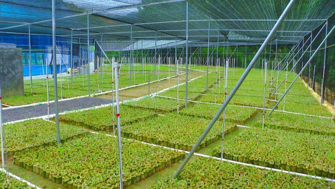 罗定市中医药产业基地配套基础设施建设项目建议书