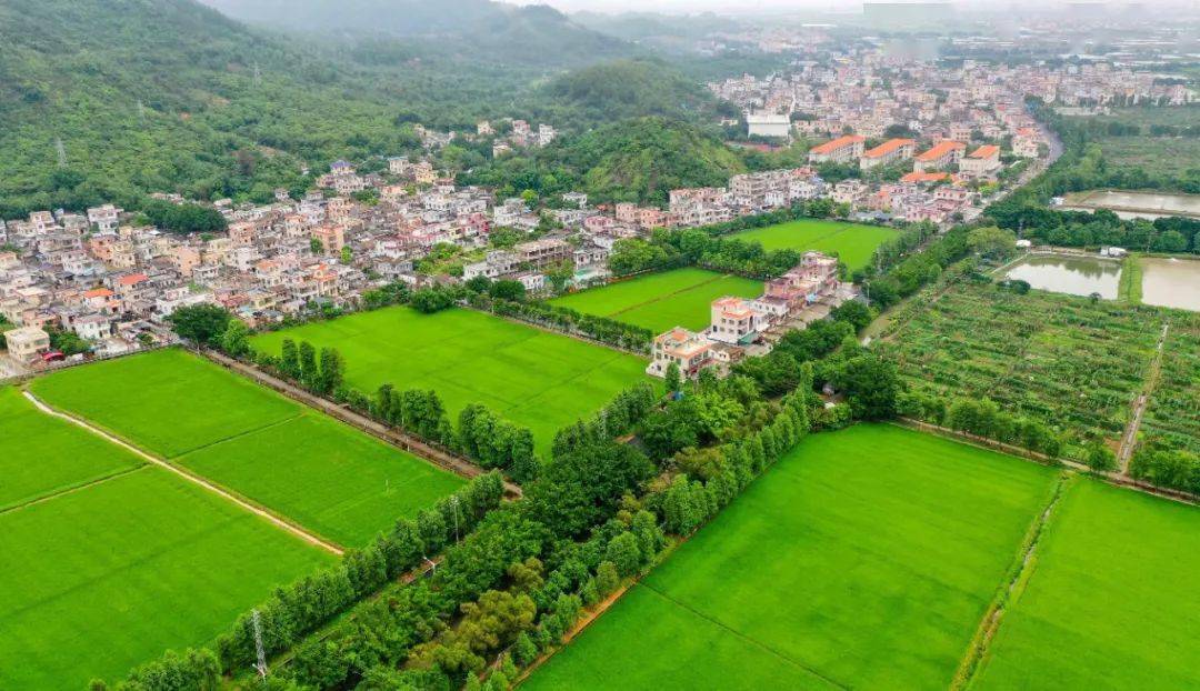 莲洲镇石龙村乡村振兴项目配套填土工程（Ⅱ期）可行性研究报告