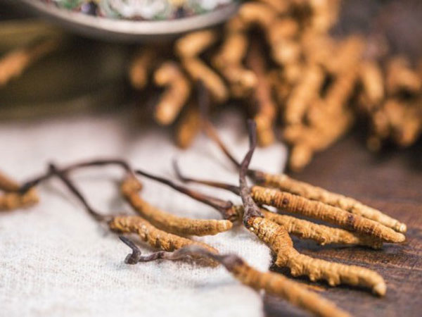 年产1000吨冬虫夏草饮料项目