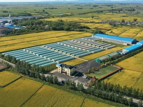 万亩金禾一号（草金紫）种养加项目