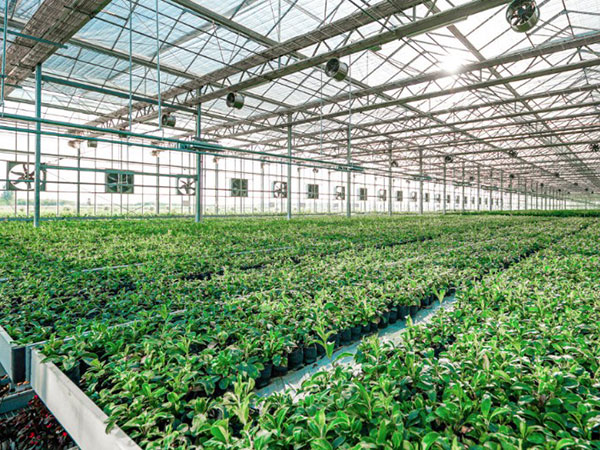 河源市中药（南药）产业发展规划