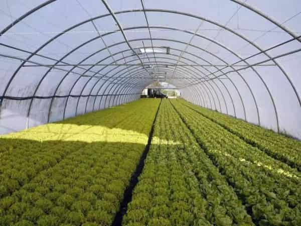 云浮市某农业种养植项目